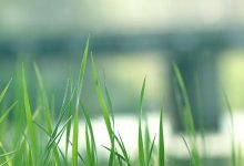 2020年四川省成都市自考本科毕业须知-绵阳师范学院自考网