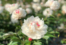 绵阳师范自考专业 大自考怎么转小自考?-绵阳师范学院自考网